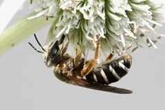 Halictus parallelus