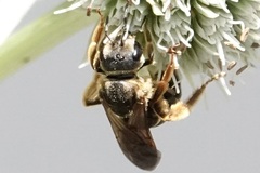 Halictus parallelus