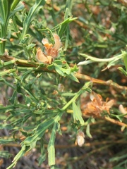 Genista tridentata