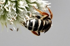 Halictus parallelus
