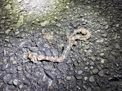 Calamaria pavimentata