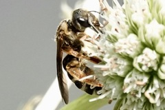 Halictus parallelus