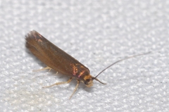 Cephimallota crassiflavella