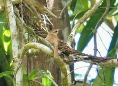 Pachyramphus castaneus