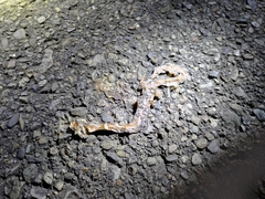 Calamaria pavimentata