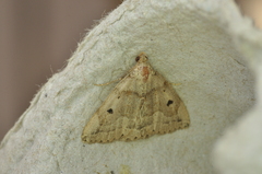 Zanclognatha laevigata