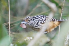Hypoedaleus guttatus