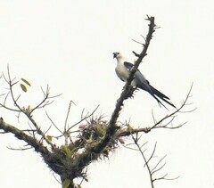 Elanoides forficatus