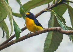 Euphonia violacea