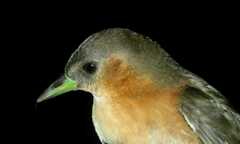 Laterallus melanophaius