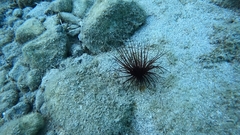 Pachycerianthus solitarius