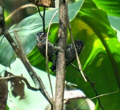 Picumnus cirratus
