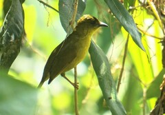 Orthogonys chloricterus