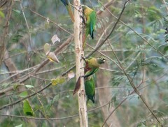 Pyrrhura frontalis