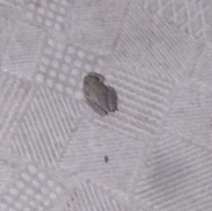 Scinax