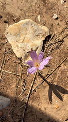 Colchicum autumnale
