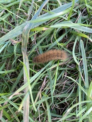 Spilosoma lubricipeda