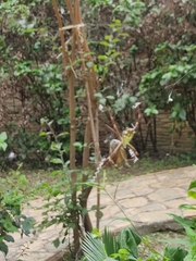 Argiope argentata