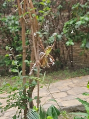 Argiope argentata