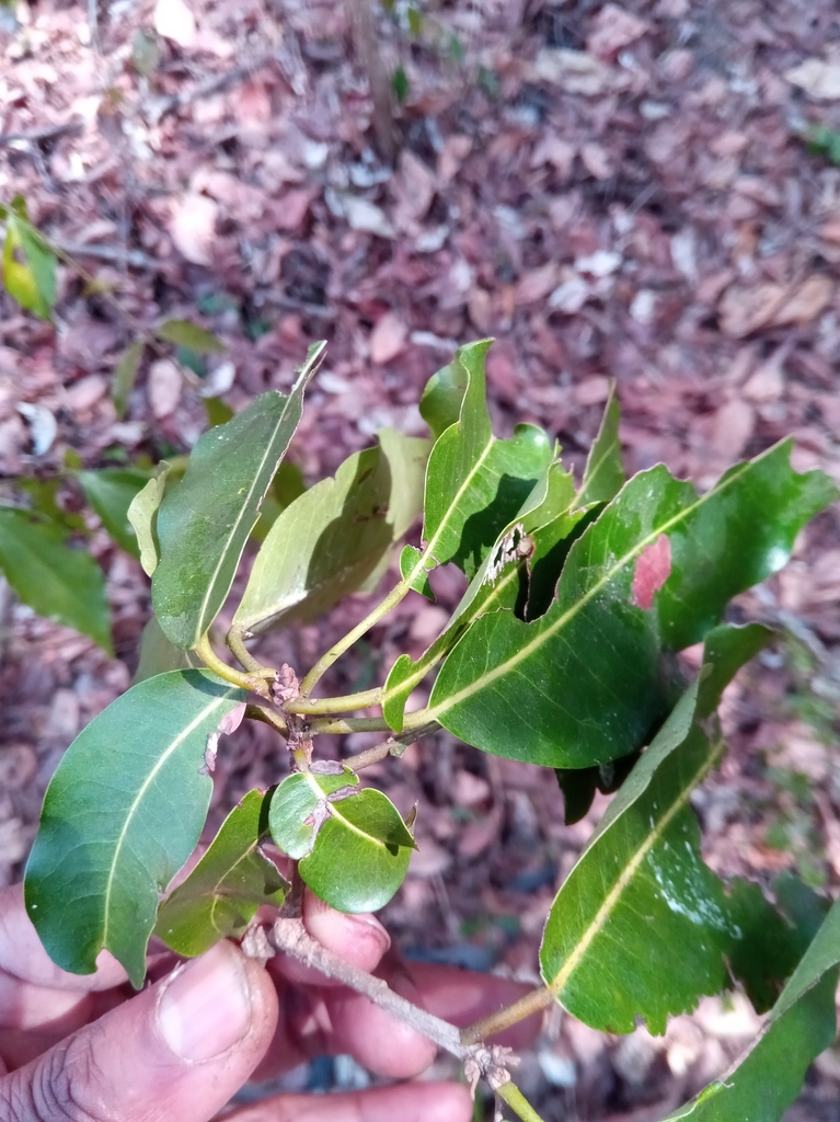 Aristogeitonia