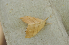 Drepana bilineata