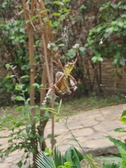 Argiope argentata