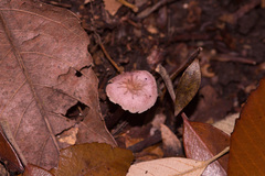 Mycena rosea