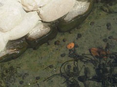 Pomacea canaliculata