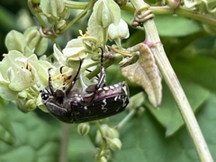 Euphoria leucographa