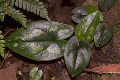 Asarum yaeyamense