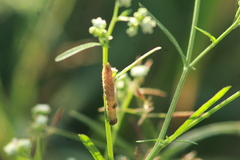 Elasmopalpus lignosella