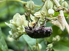 Euphoria leucographa