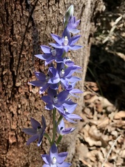 Thelymitra macrophylla