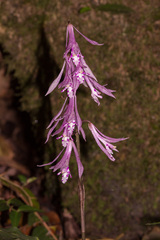 Cremastra appendiculata