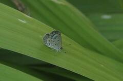 Pseudozizeeria maha okinawana