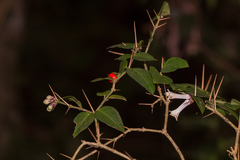 Damnacanthus indicus