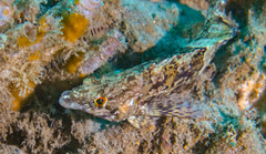Oxylebius pictus