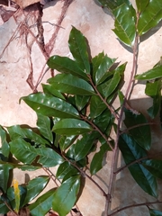 Ochnaceae