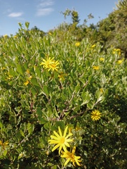 Osteospermum moniliferum