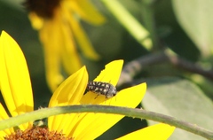 Acmaeodera disjuncta