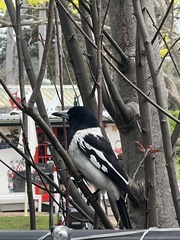Cracticus nigrogularis