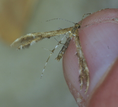 Dejongia lobidactylus