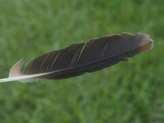 Gorsachius melanolophus