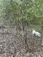 Vaccinium arboreum