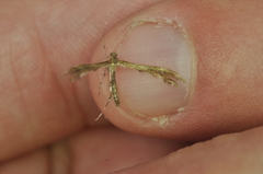 Dejongia lobidactylus