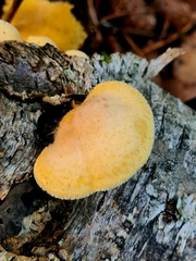 Phyllotopsis nidulans