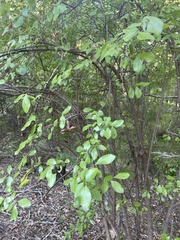 Vaccinium arboreum
