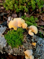 Phyllotopsis nidulans