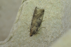 Acrobasis