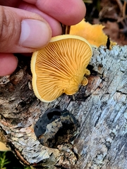 Phyllotopsis nidulans